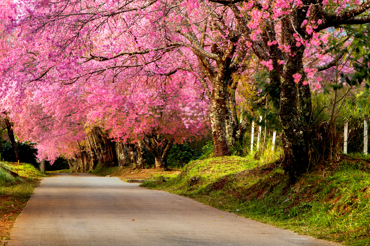 THAILAND’S IN THE PINK – CHERRY BLOSSOMS OF THE NORTH